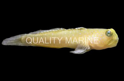 Yellow Watchman Goby :: 18574