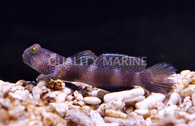 Y Bar Shrimp Goby :: 18645
