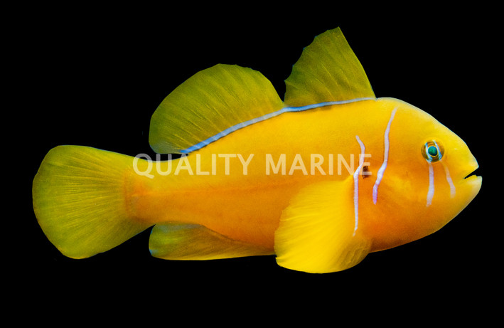 Citrinus Clown Goby
