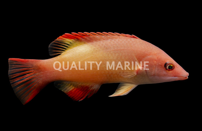 Red Diana Hogfish 