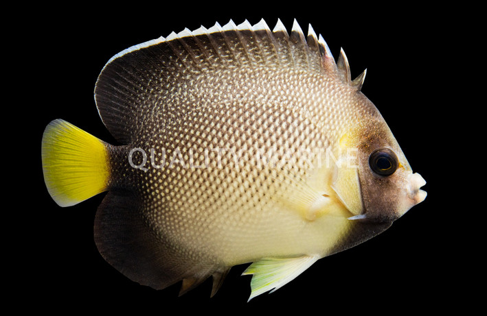 Yellow Tail Cream Angelfish