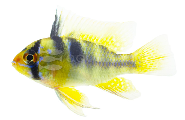 Ram, German Blue :: 18327