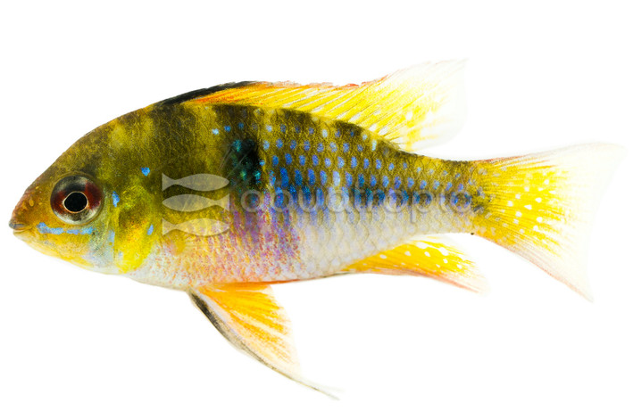 Ram, Blue :: 18338