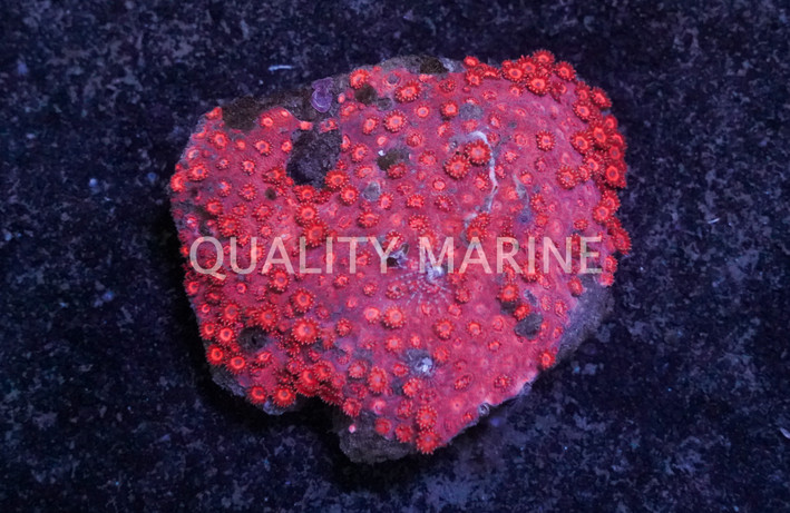 Flower Pot, Red/Pink, Ultra :: 52064