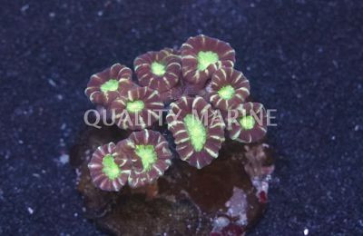 Candy Button Coral :: 52085