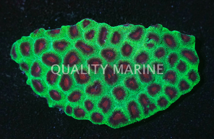 Xmas Favia Brain Coral :: 52108