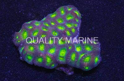 Green Eye War Coral :: 52114