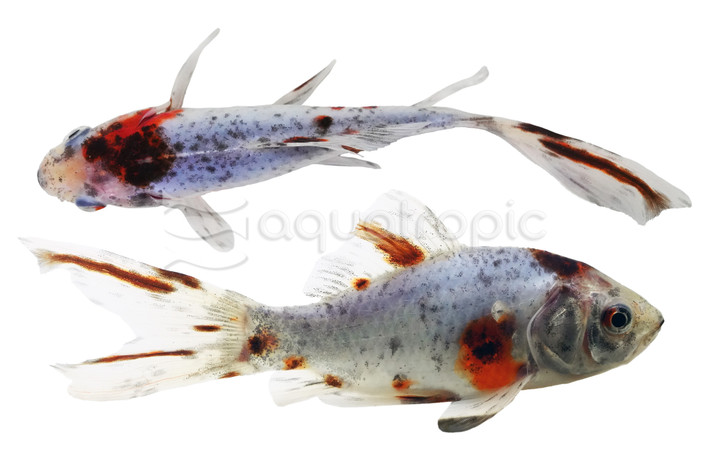 Shubunkin Goldfish :: 31037