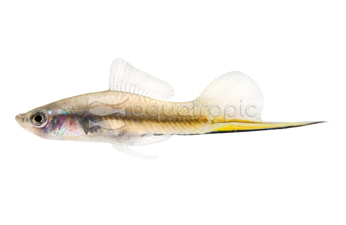 Green Swordtail :: 69023