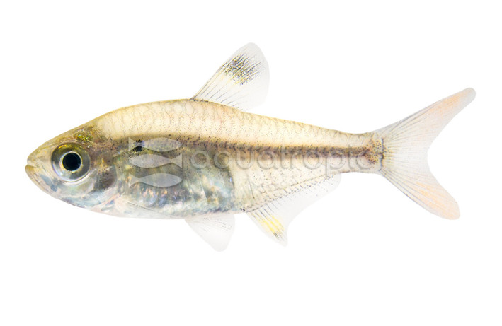 Pristella Tetra :: 71027
