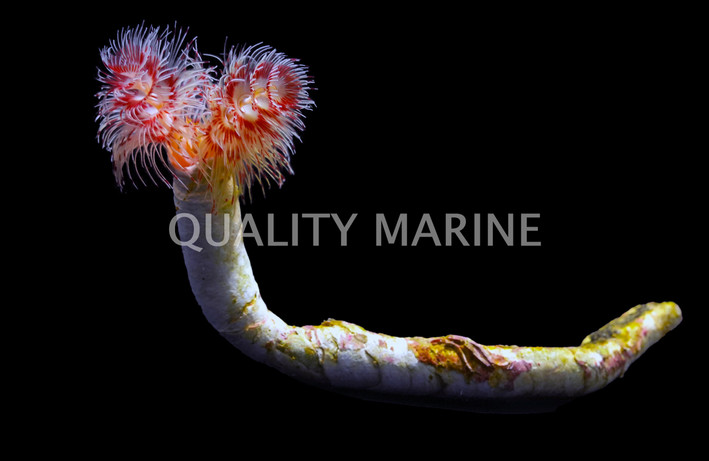 Pink Hardtube Coco Worm :: 53506