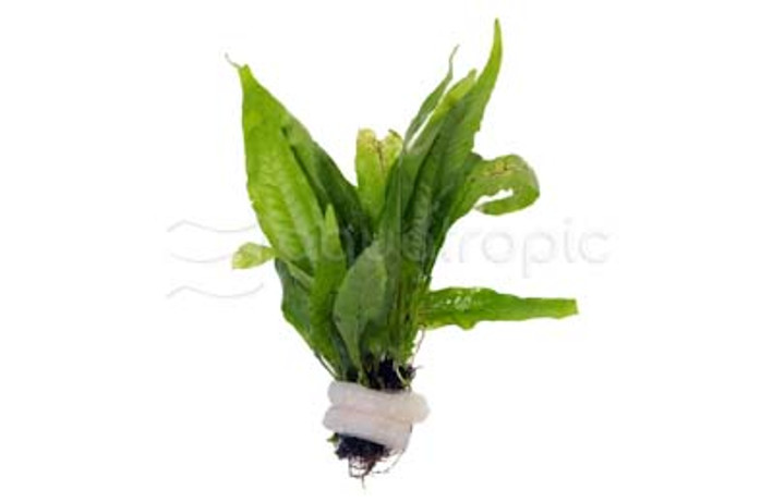 Java Fern (rooted) :: 80233
