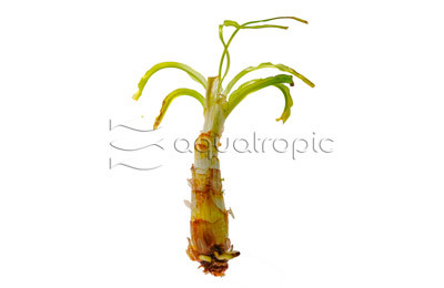 African Onion Crinum :: 80306