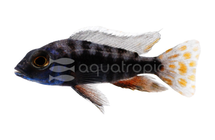 Azureus Mbuna aka H.chrysonotus :: 19088