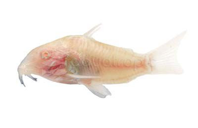 Albino :: 69075
