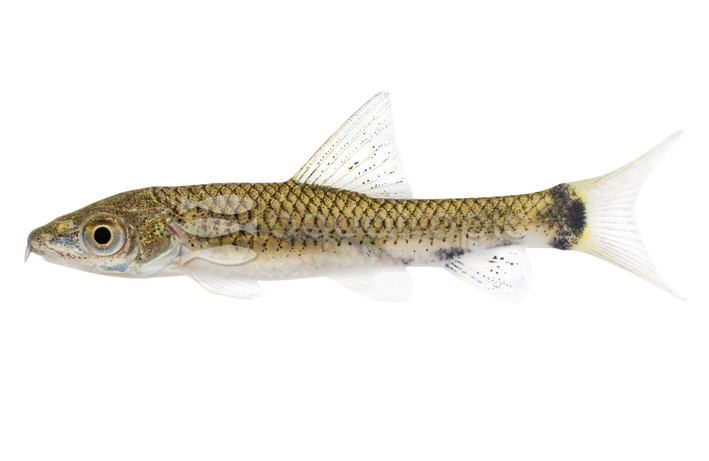 Flying Fox Silver Algae Eater :: 00201