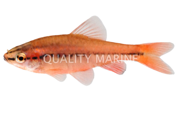 Cherry Barb :: 08012