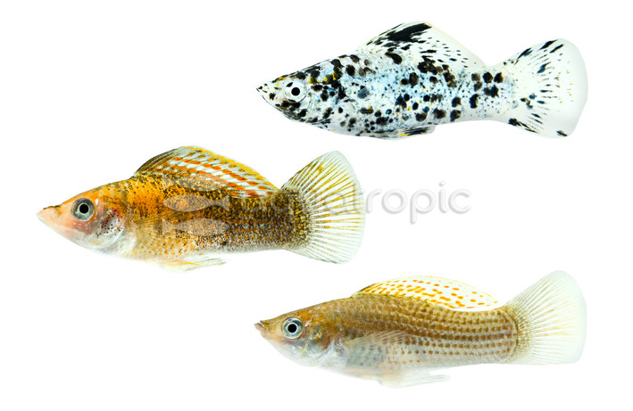 Mixed Molly :: 47100