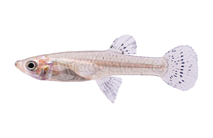 Mosquito Fish :: 48000