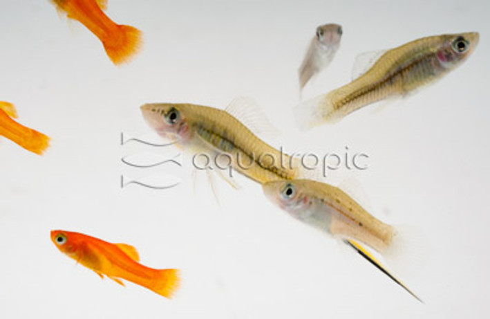 Assorted Livebearer Feeder :: 48300