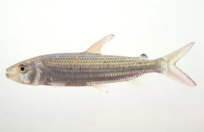 Vittatus Tigerfish  :: 49508
