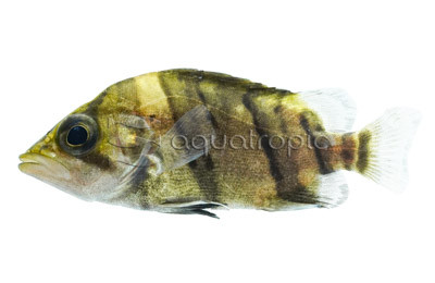 3-Bar Tiger Datnoid  :: 49514