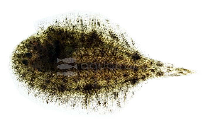 Hogchoker Sole Flounder :: 49515