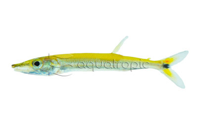 Red Tail Barracuda :: 49521