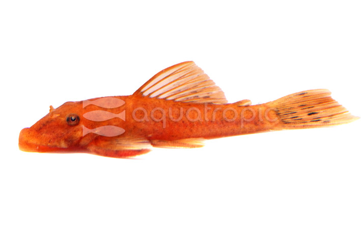 Super Red Bushy Nose Plecostomus :: 58003