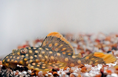Gold Nugget Plecostomus L177 :: 58046