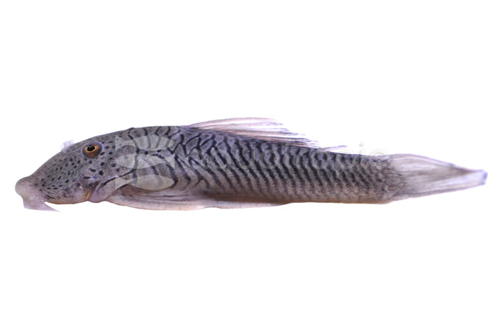 Thomsoni Rubbernose Plecostomus :: 58059