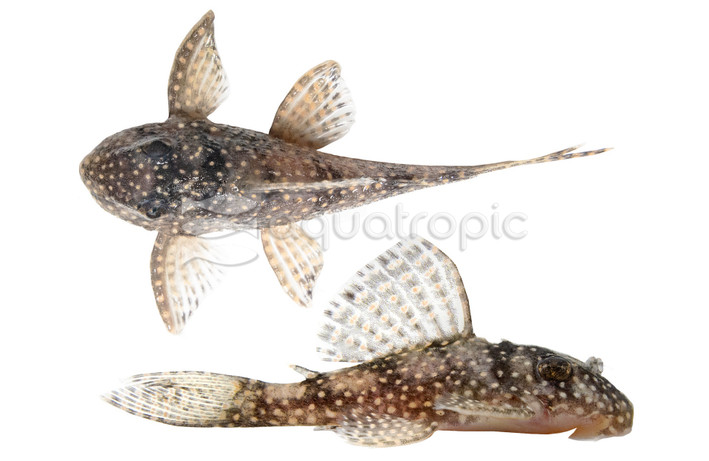 Stardust Plecostomus L-262 :: 58070