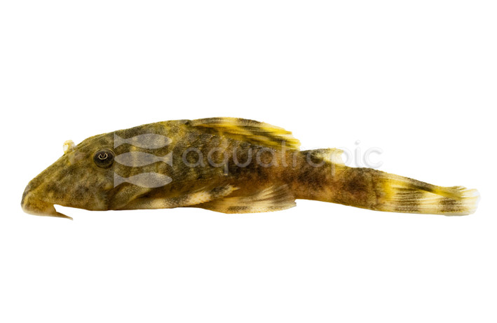 Clown Panaque Plecostomus :: 58081