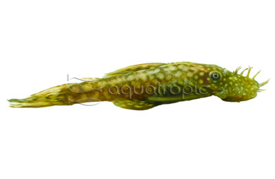 Green Spotted Bristlenose Plecostomus :: 58092