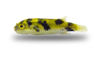 Amazon Pufferfish :: 60005