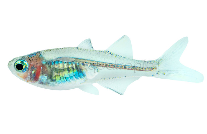 Celebes Rainbowfish :: 61000