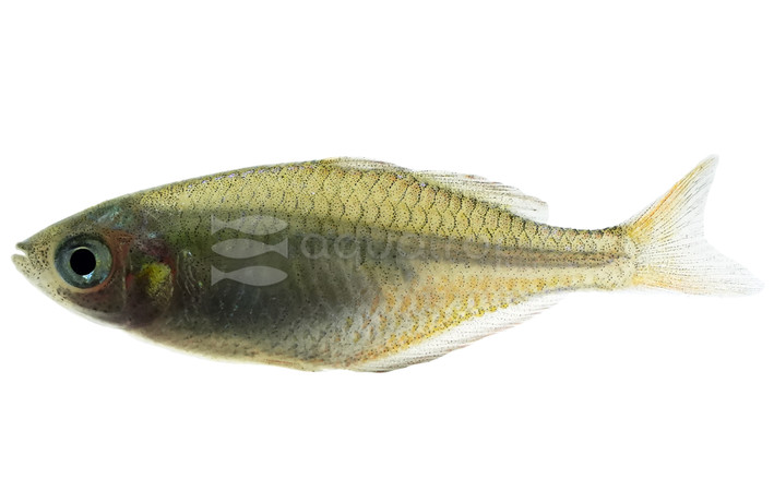 Praecox Neon Rainbowfish :: 61006