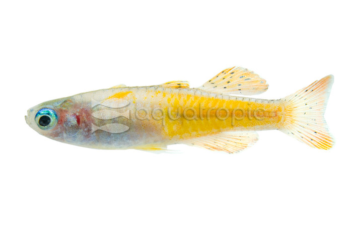 Paska's Red Neon Rainbowfish :: 61010
