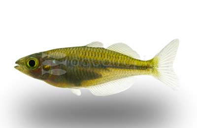 Ajamaru Lakes Rainbowfish :: 61015