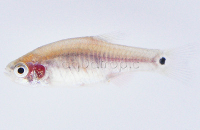 Red Stripe Burmese Rasbora :: 62000