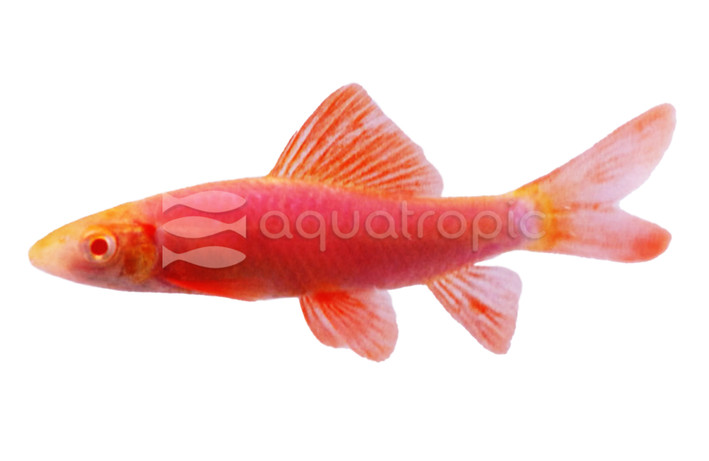 Glo Galactic Purple Shark :: 65503