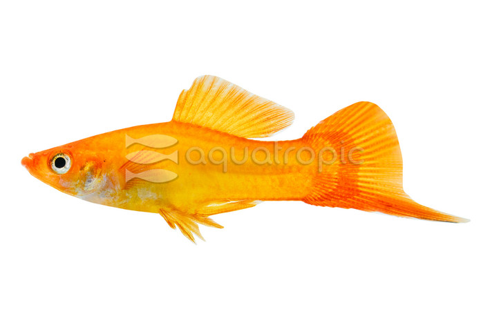 Marigold Swordtail :: 69004