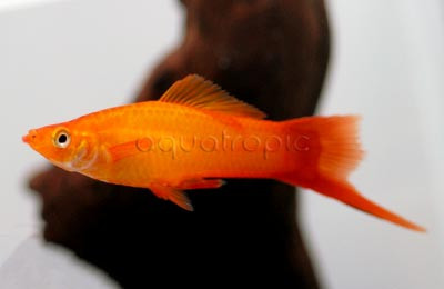 Sunset Swordtail :: 69012