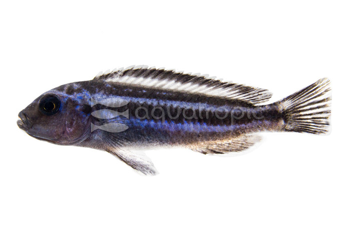 Maingano Malawi Cichlid :: 18033