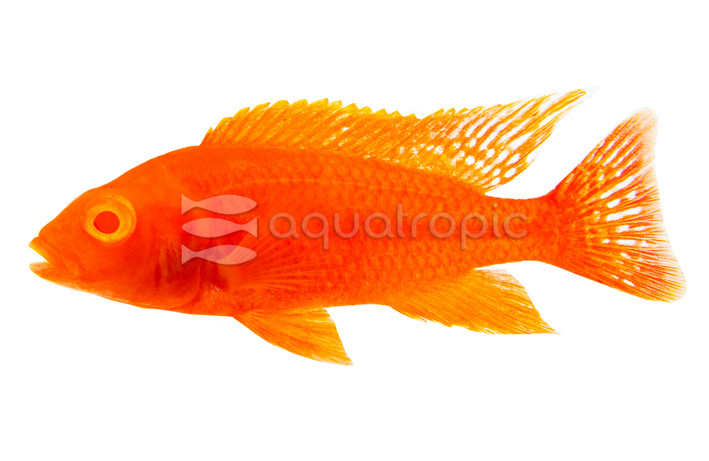 Albino Scarlet Peacock Malawi Cichlid :: 18036