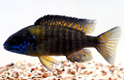 Peacock Chewindi :: 18072