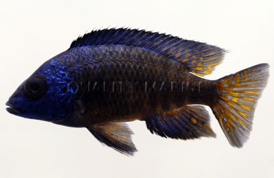 Peacock Mdoka Flametail :: 18073
