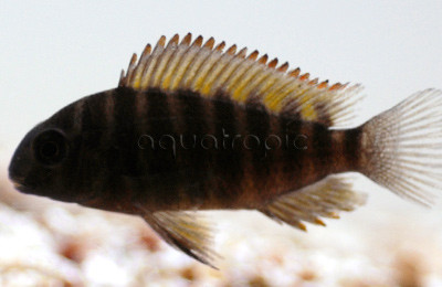 T. Brichardi Kipili :: 18078
