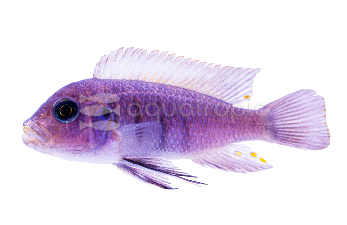 Cynotilapia 'Hara' :: 18099