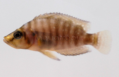 Compressiceps Golden :: 18107